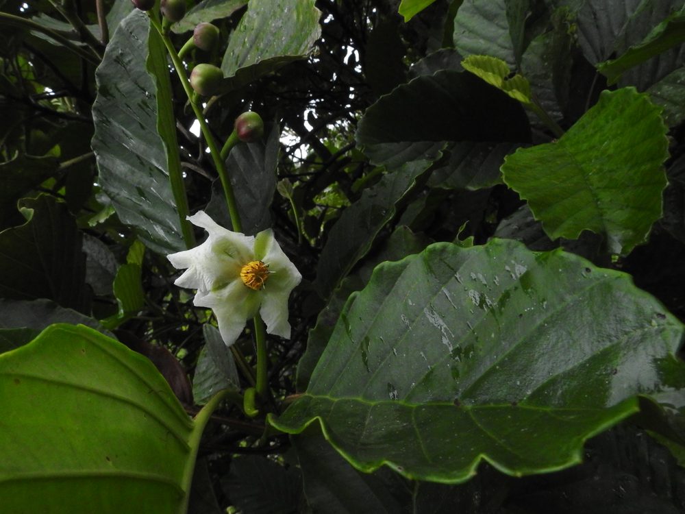 Dillenia retusa