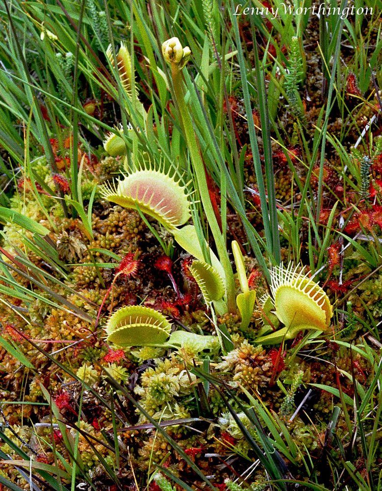 Venus' Fly Trap