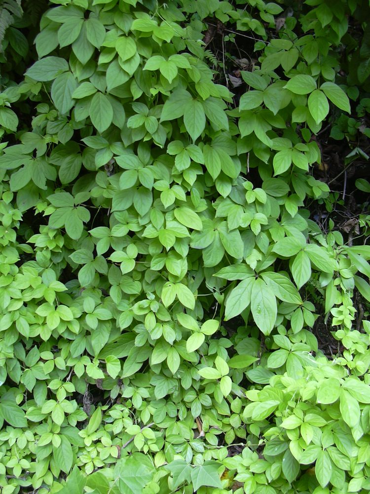 Mountain Yam
