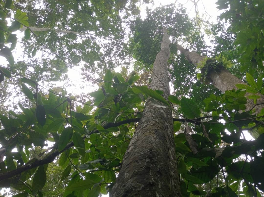 Diospyros crassiflora