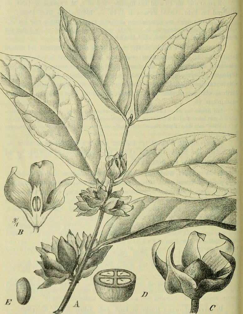 Diospyros dendo