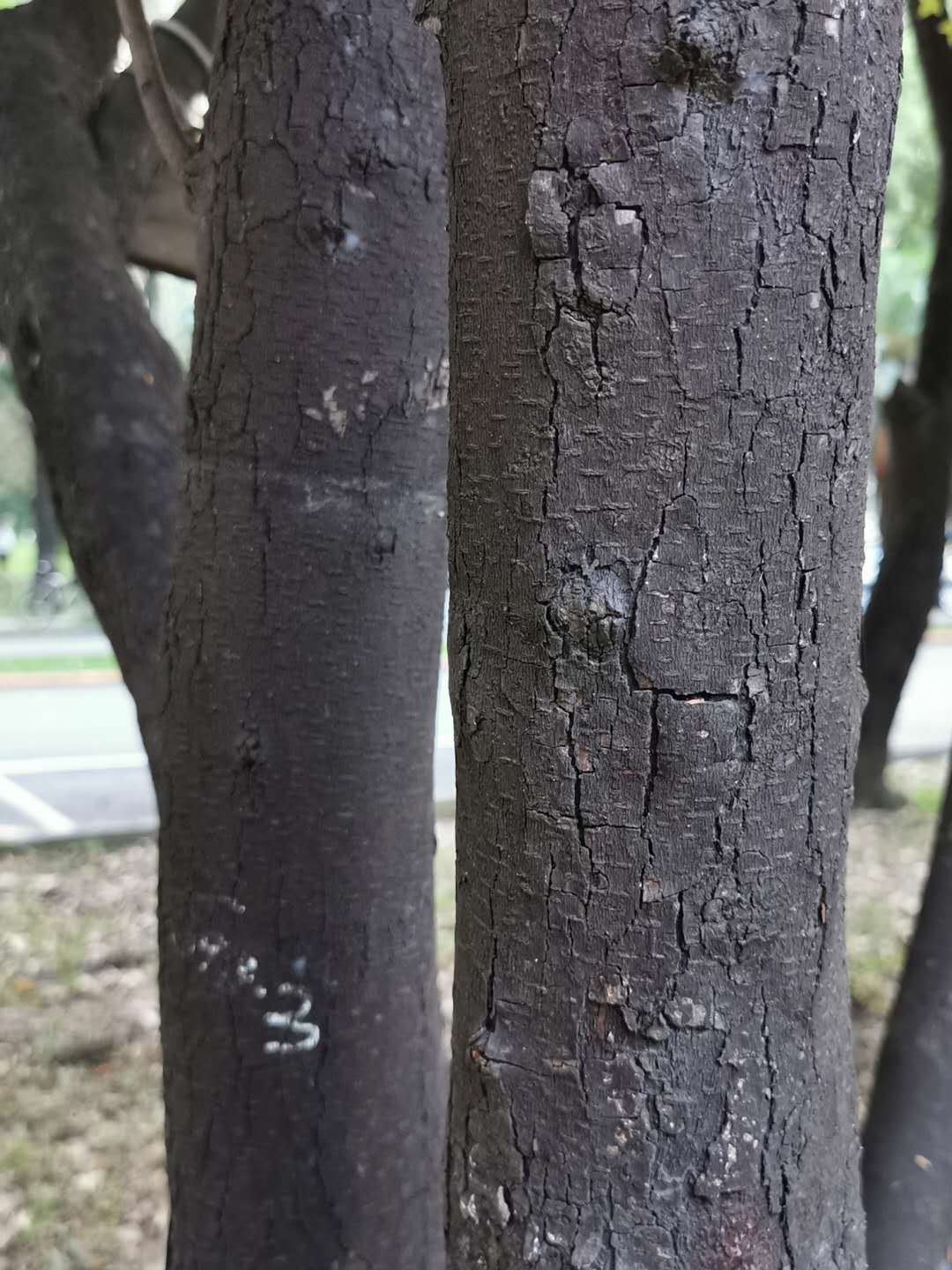 Diospyros eriantha
