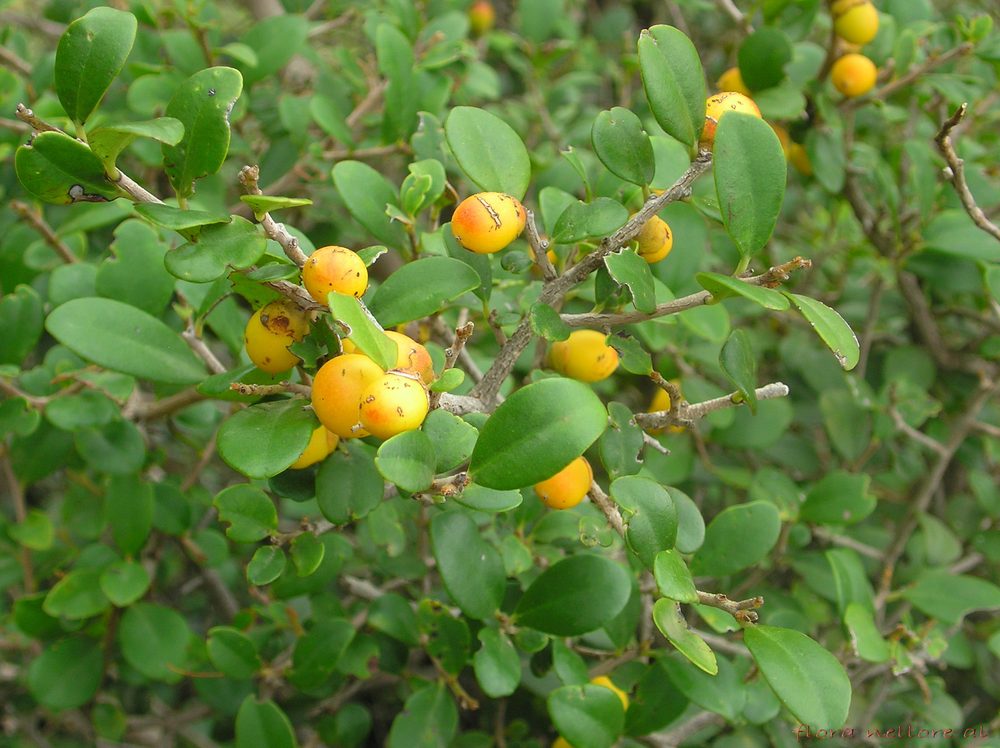 Diospyros ferrea