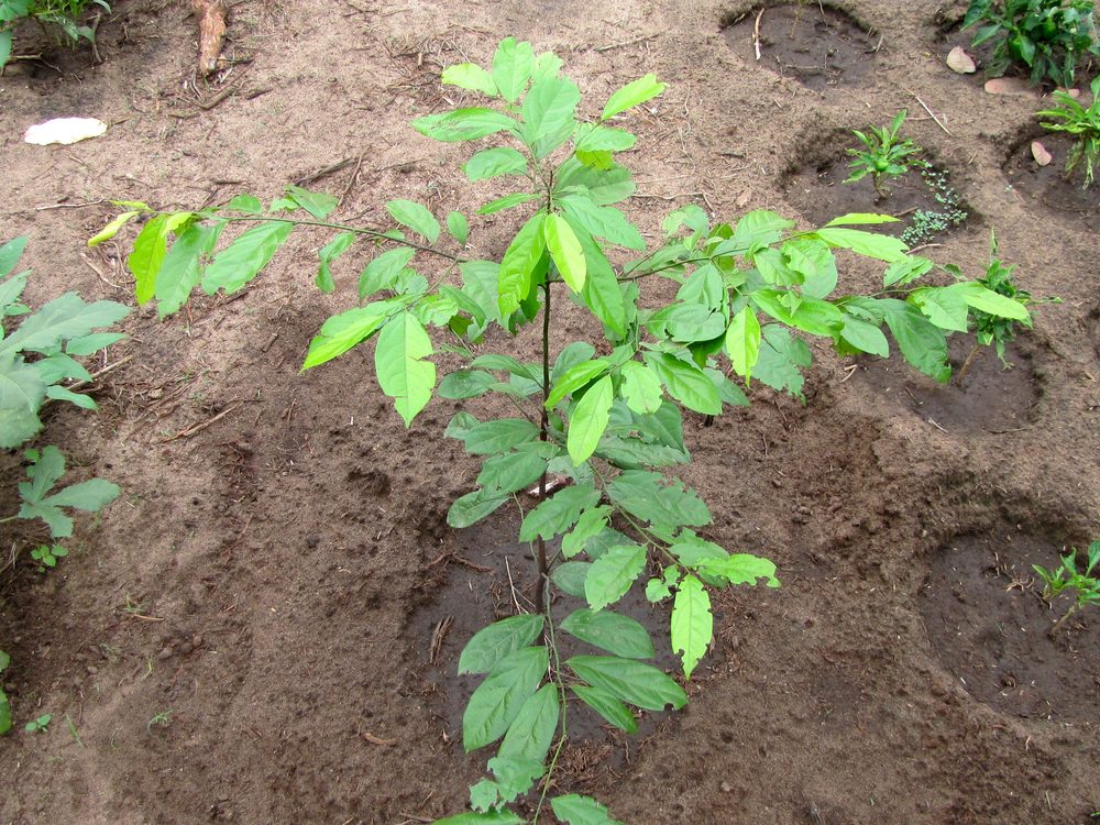 Diospyros greenwayi