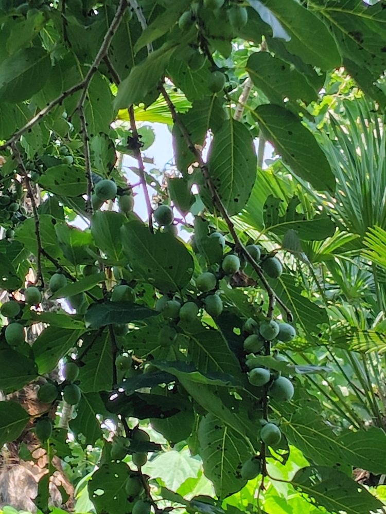 Diospyros japonica