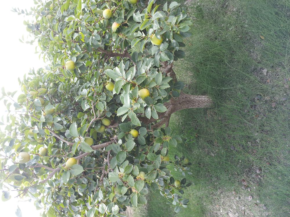 Persimmon