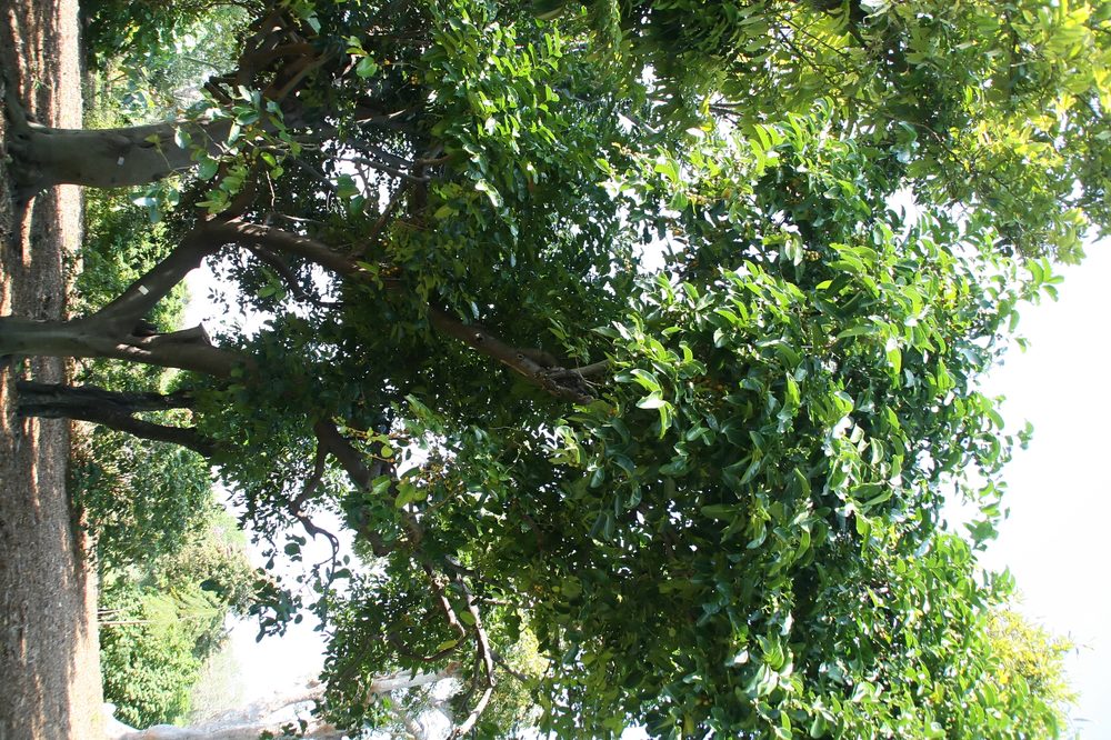 Diospyros maritima