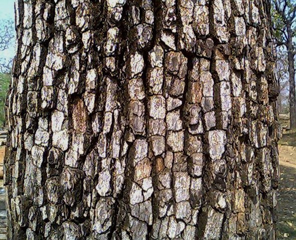Diospyros melanoxylon