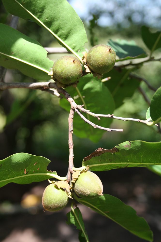 Diospyros mespiliformis
