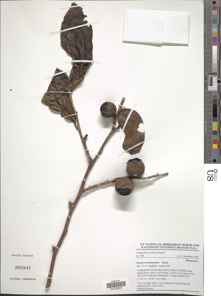 Diospyros monbuttensis