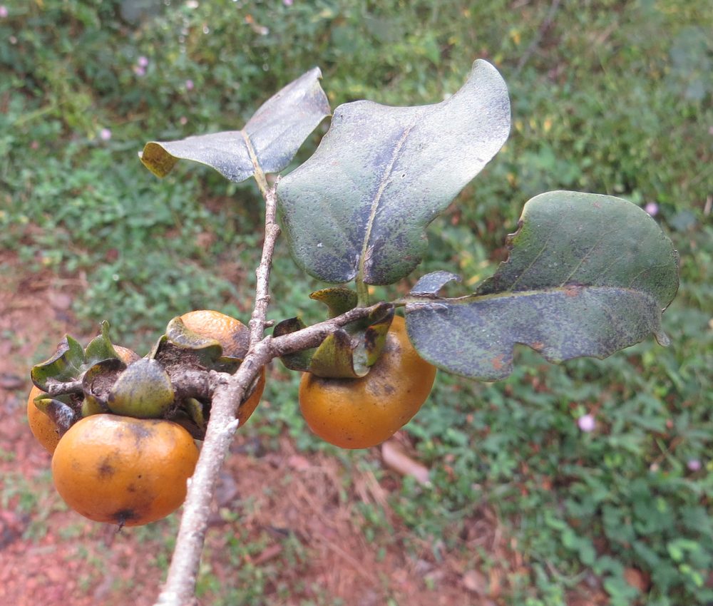Diospyros montana
