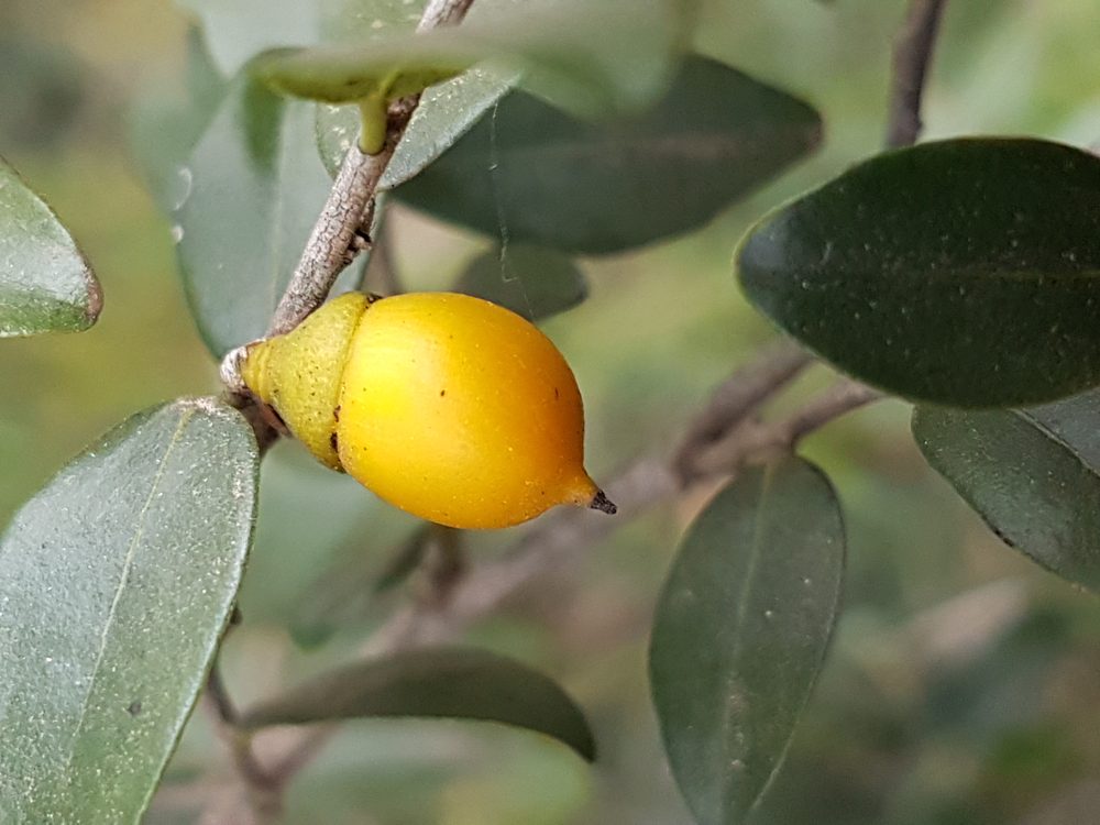 Diospyros natalensis