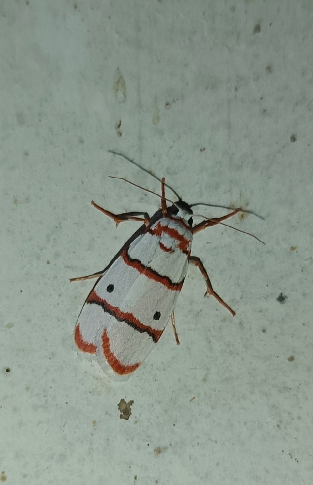 Diospyros perigrina