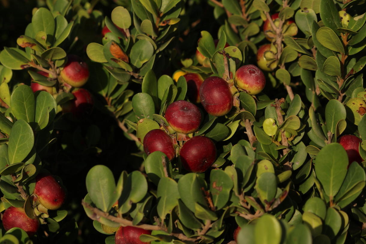 Diospyros rotundifolia
