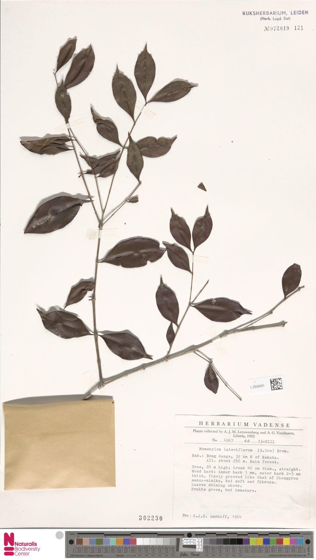 Diospyros sanza-minika