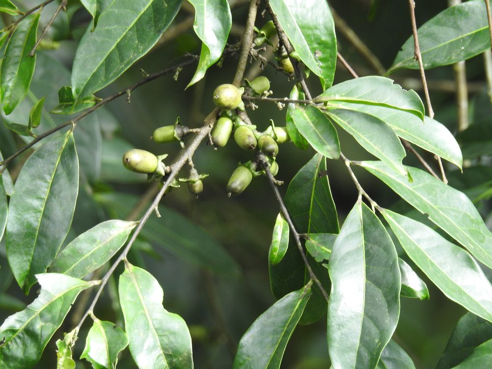 Diospyros sylvatica
