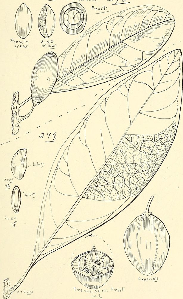 Diospyros thwaitesii