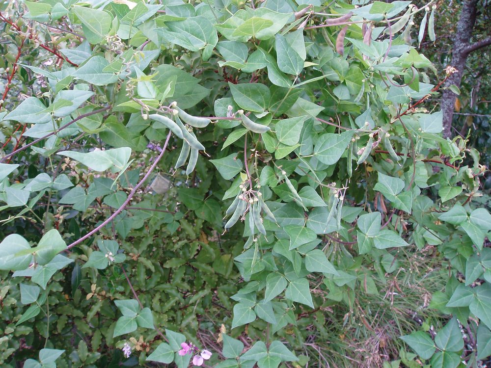 Dipogon lignosus