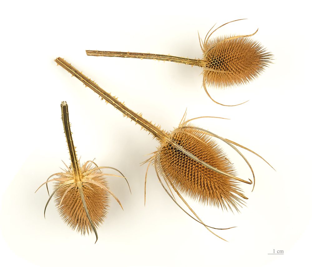Dipsacus fullonum