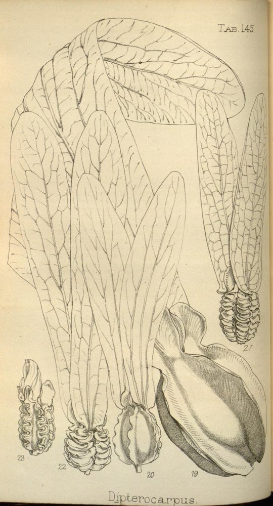 Dipterocarpus glandulosus