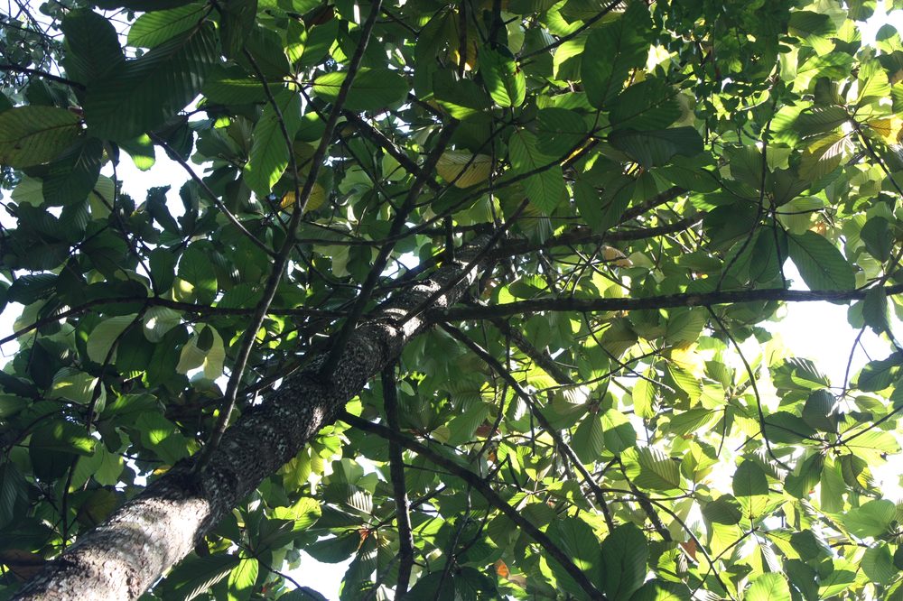 Dipterocarpus hispidus