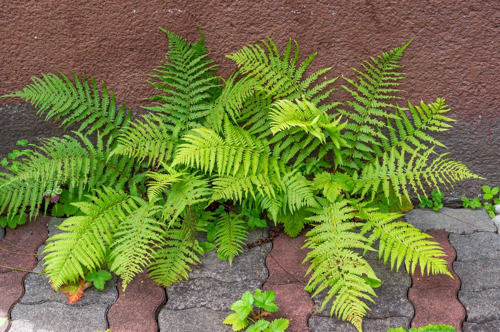 Male Fern