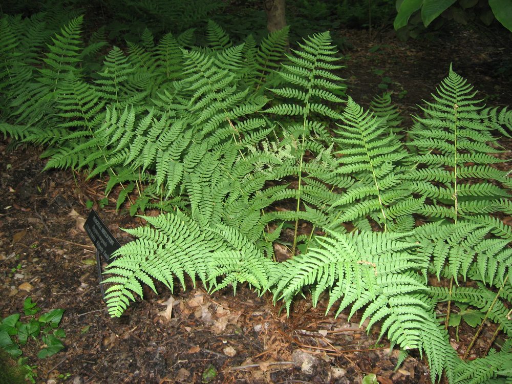 Marginal Wood Fern