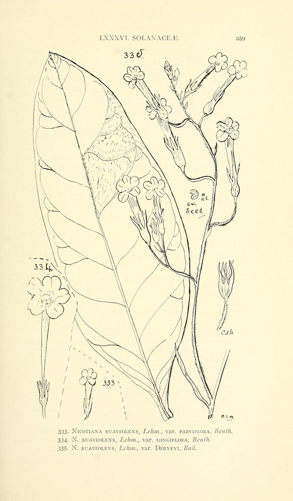 Duboisia leichhardtii