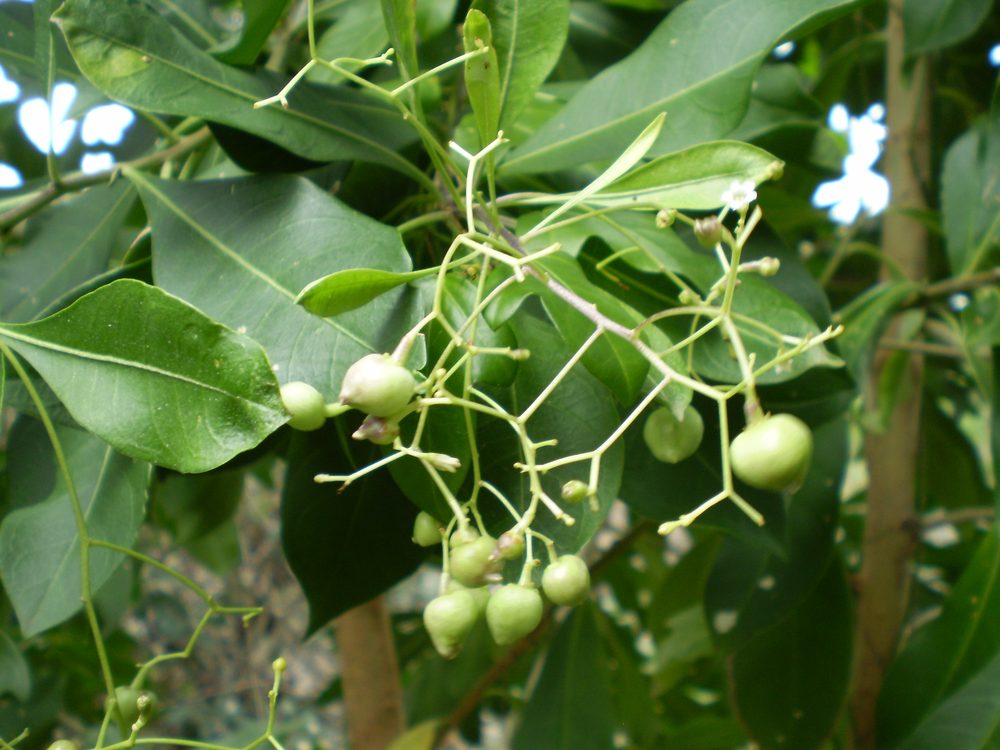 Corkwood Tree