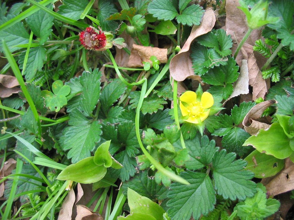 False Strawberry
