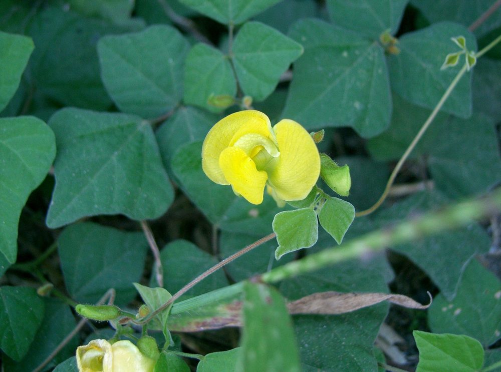 Dunbaria villosa
