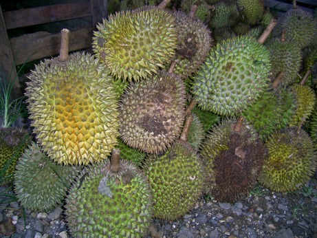 Durian