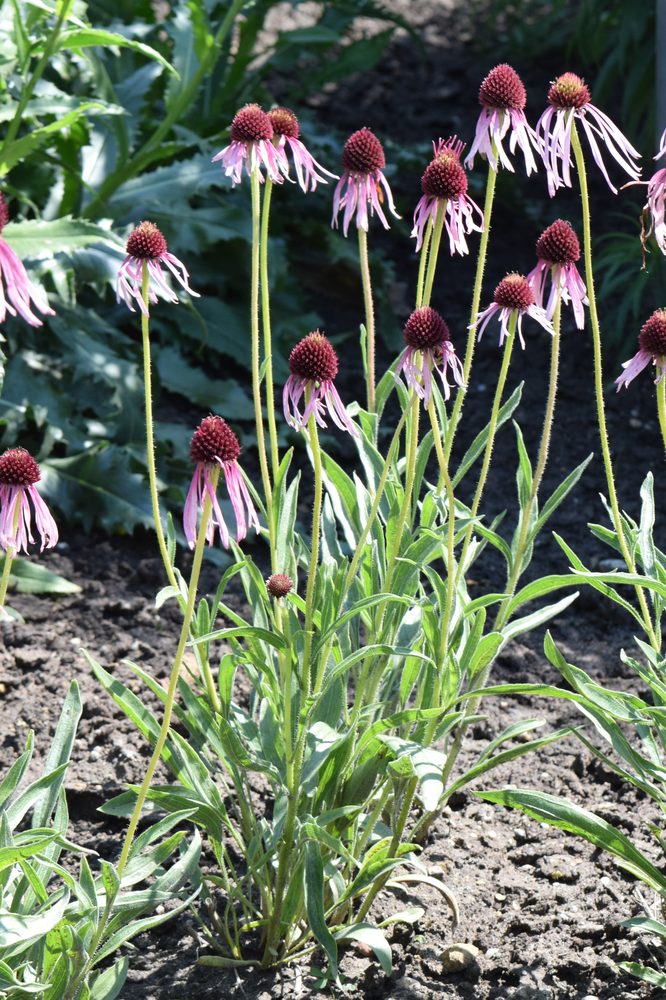 Echinacea