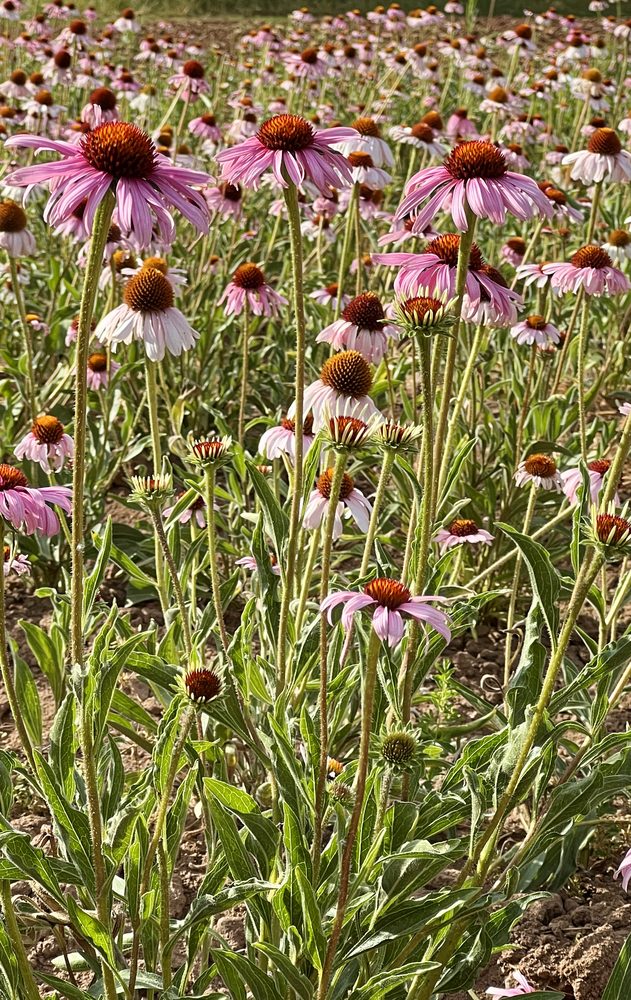 Echinacea