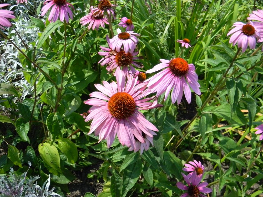 Coneflower