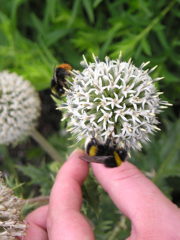 Echinops niveus