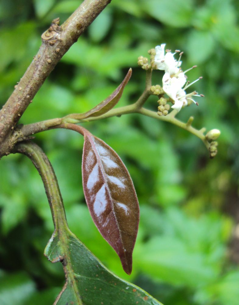 Ehretia laevis