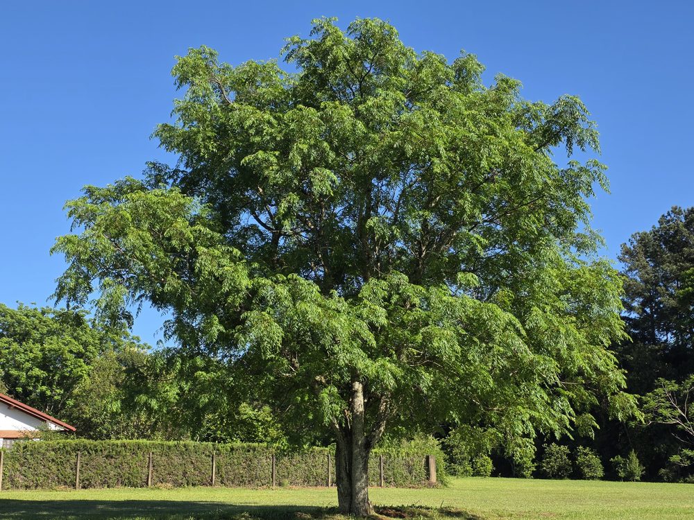Russian Olive