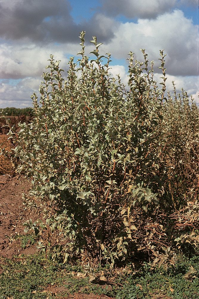 Silver Berry