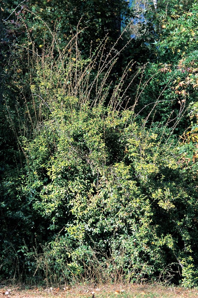 Thorny Silver Berry