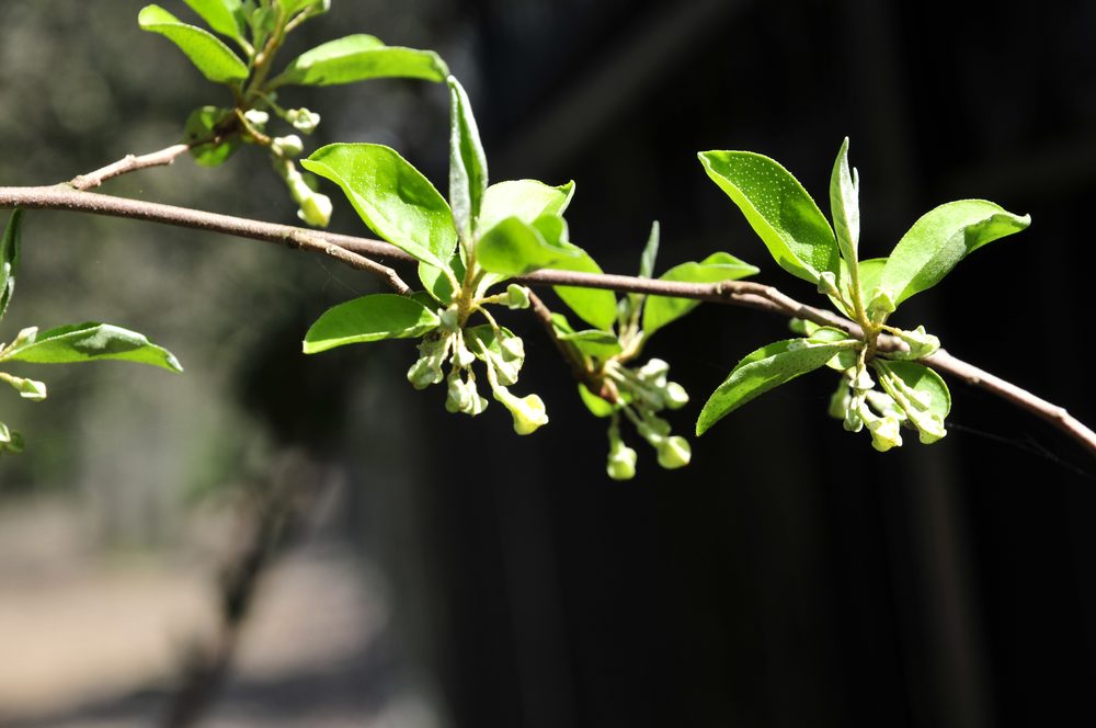 Russian Olive