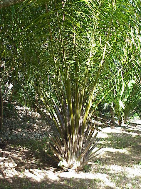 African Oil Palm