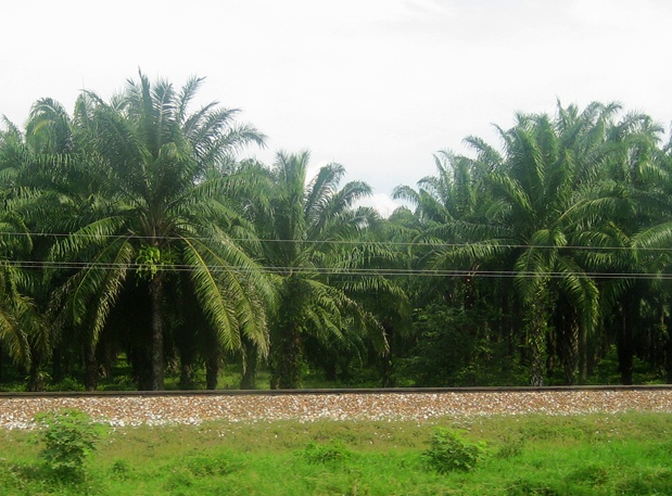American Oil Palm