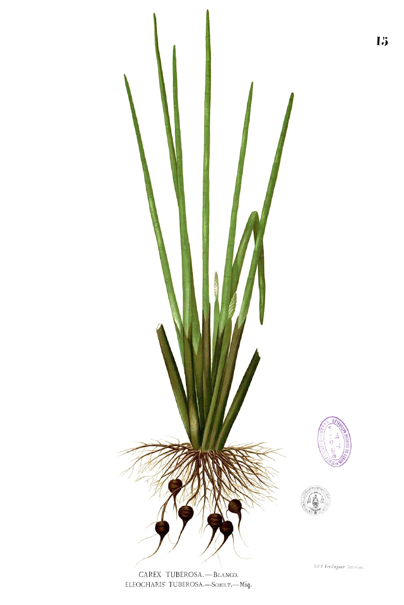 Water chestnut