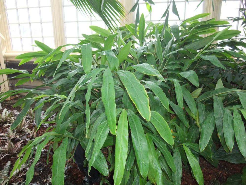 Cardamom