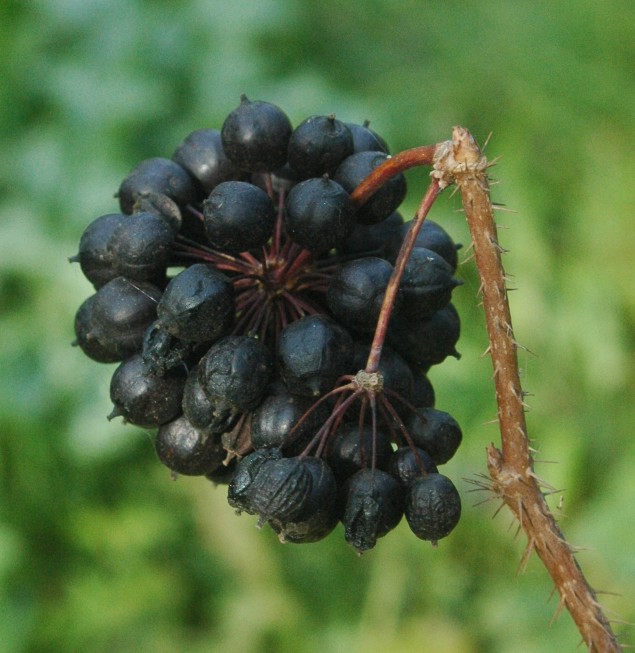 Eleuthero Ginseng