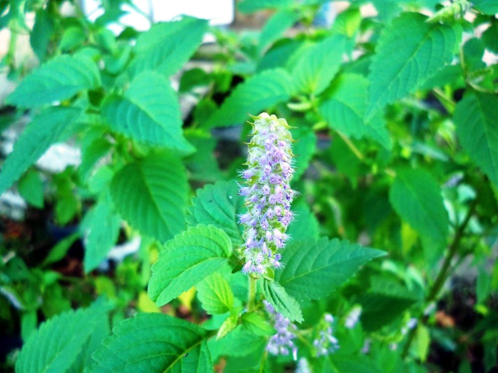 Furan Chemotype