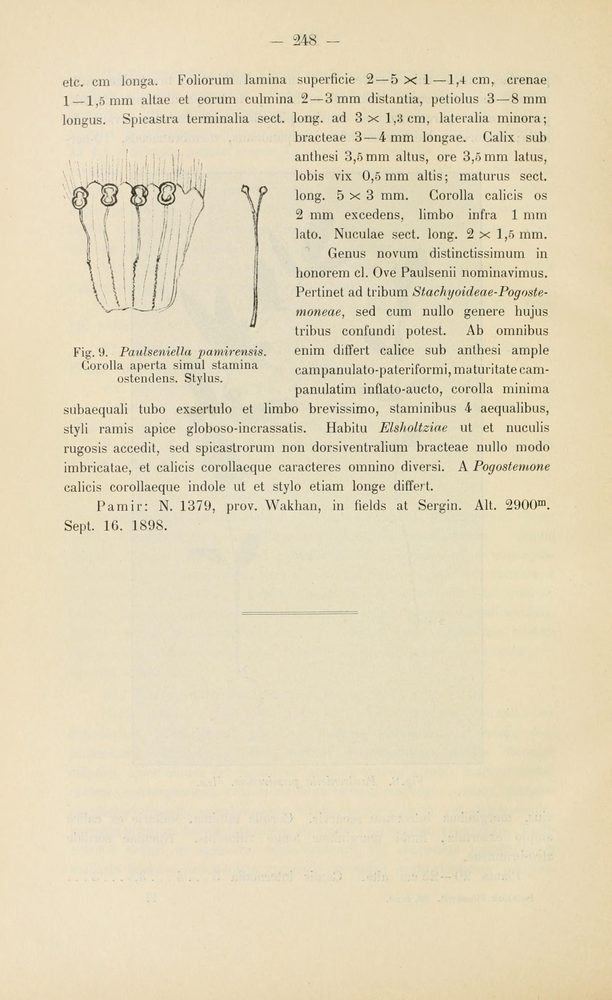 Elsholtzia densa