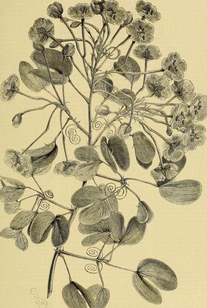 Bush Mint
