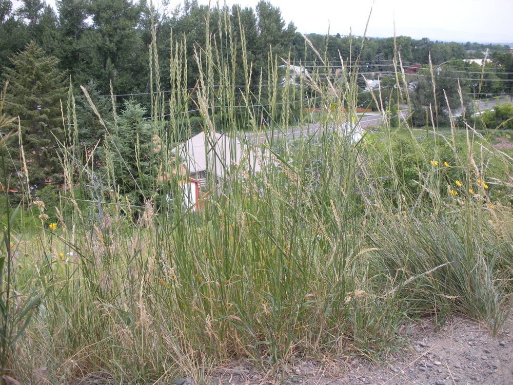 Couchgrass